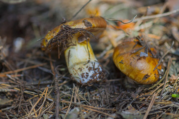 Fototapeta premium Suillus luteus mushroom