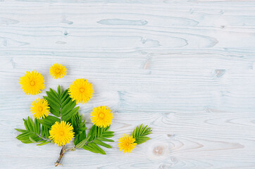 Yellow dandelion flowers and green leaves on light blue wooden board. Copy space, top view.