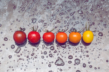 Line of tomatoes