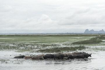 Fototapeta premium the water buffalo in the water lake, Thailand