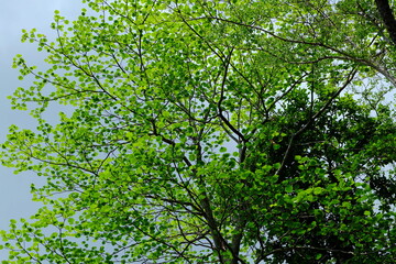 Fototapeta na wymiar Green Leaves Tree Background.