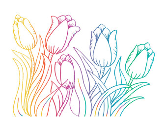 Holland tulips. Hand drawing illustration.