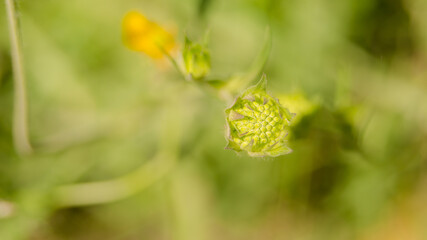 Colorful flower in the garden