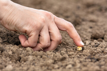 hand planting seed in the soil