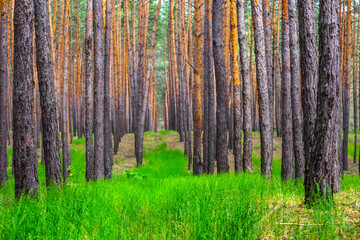 beautiful summer pine tree forest landscape