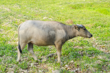 Water buffalo standing on green grass and looking to a camera