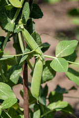 Green pea in garden