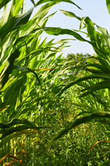 Obraz premium Looking down a row of fresh corn plants, without ears, from a low angle