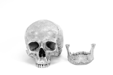 Obraz premium single human skull isolated on white background