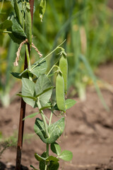 Green pea in garden