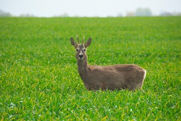 Rehbock steht im Feld
