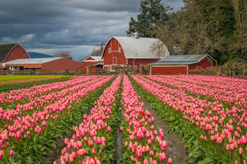 Rows of bright tulips in a field. Beautiful tulips in the spring. Variety of spring flowers...