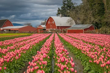  Rows of bright tulips in a field. Beautiful tulips in the spring. Variety of spring flowers blooming on fields. Skagit, Washington State, USA. © khomlyak