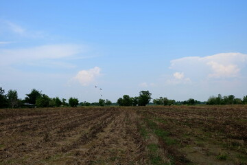 Fototapeta na wymiar Scenery of Dried Field.