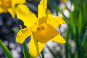 Field of beautiful yellow daffodils. Blooming narcissus in spring.