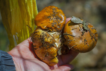 Suillus luteus mushroom