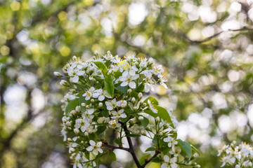 Blossoming tree with white flowers