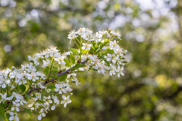 Blossoming tree with white flowers