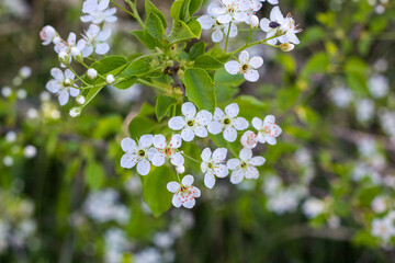 Blossoming tree with white flowers