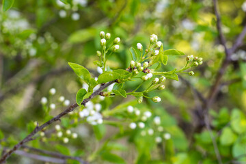 Obraz premium Blossoming tree with white flowers