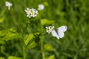 White Butterfly on an little white flower