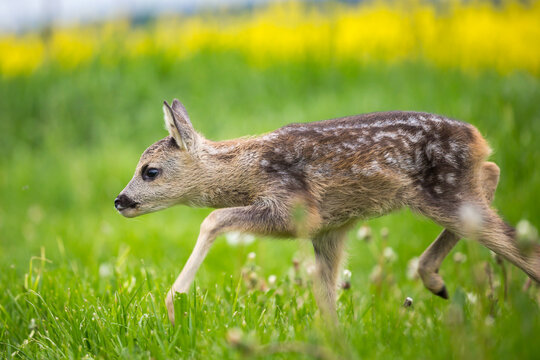 Young wild roe deer in grass, Capreolus capreolus. New born roe deer, wild spring nature.