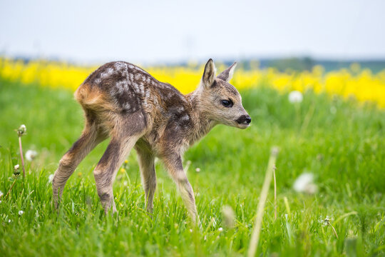 Young wild roe deer in grass, Capreolus capreolus. New born roe deer, wild spring nature.