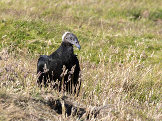 Black vulture, Coragyps atratus, Sounders Island, Falkland Islands-Malvinas