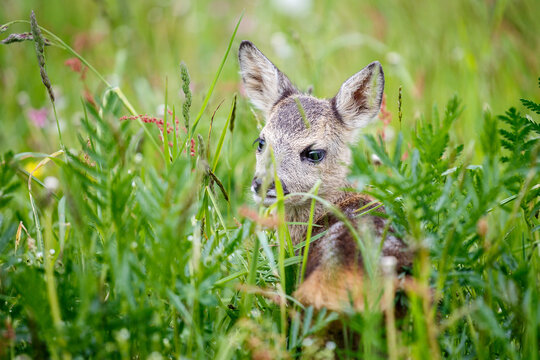 Fototapeta Young wild roe deer in grass, Capreolus capreolus. New born roe deer, wild spring nature.