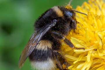 Bumblebee gathers pollen from a dandelion flower.