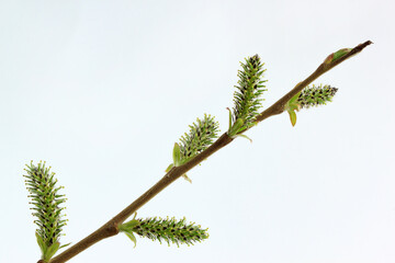 Young catkins of a willow on white background.