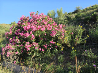 Oleander bush at roadside