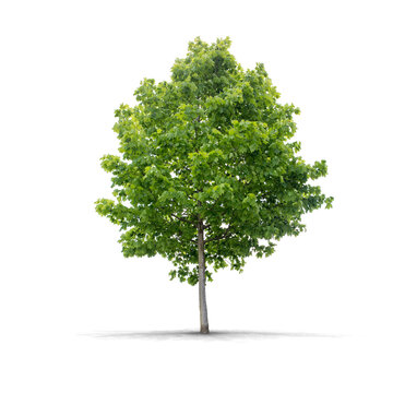 High definition Tree isolated on a white background