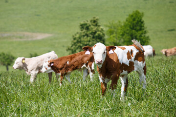 Fototapeta na wymiar Cows and calves grazing on a spring meadow in sunny day