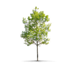 High definition Tree isolated on a white background