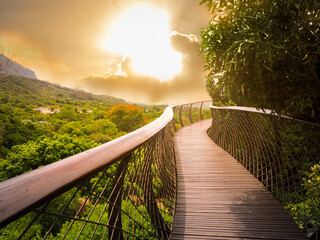 Fototapeta premium Tree Canopy Walkway (drewniany most) w Kirstenbosch National Botanical Garden jest uznawany za jeden z najwspanialszych ogrodów botanicznych na świecie ze złotym jasnym tłem nieba, Kapsztad, RPA
