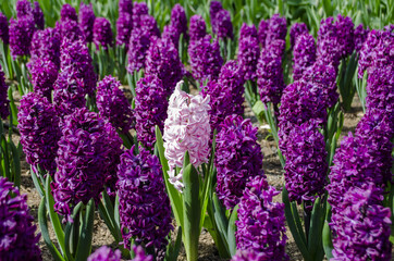 Purple hyacints (Hyacinthus orientalis) with a white one in the middle.