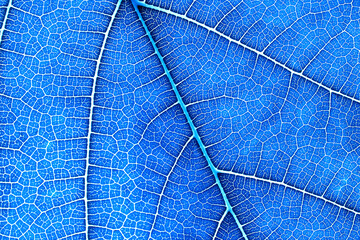 Close up the  leaf texture as green nature abstract background