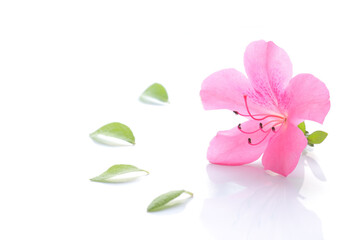 Japanese pink azalea flower isolated