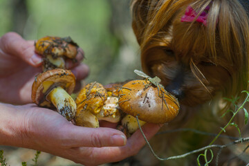 Suillus luteus mushroom