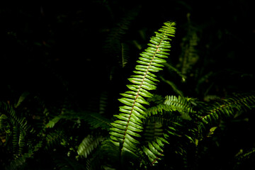 Closeup plenty fresh green fern in black shadow