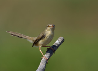Plain Prinia (Prinia inornata) lovely brown bird perching on wooden stick with tail wagging up, exotic nature