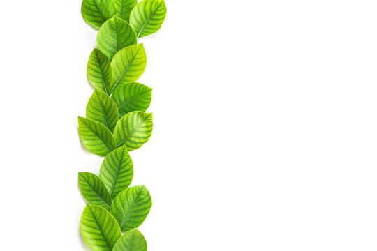 Fototapeta decoration of the tropical green leaf as frame border on white background with copy space