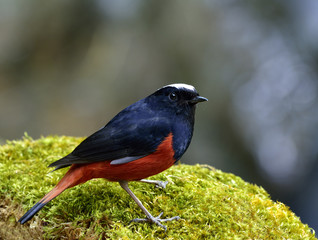 River chat or White-capped Water Redstart (phoenicurus leucocephalus) black and red bird with white head and cut fingers perching on mossy ground, exotic nature