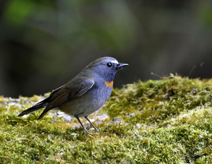 Rufous-gorgeted flycatcher (Ficedula strophiata) beautiful brown to grey bird perching on green mossy ground, exotic nature