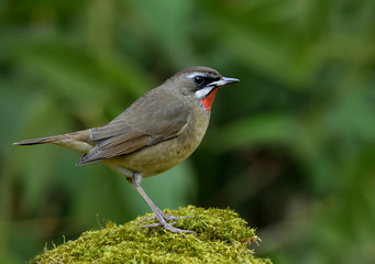 Siberian Rubythroat (Calliope calliope) beautiful brown bird with velet red neck perching on mossy ground showing its side feathers profile, exotic nature