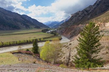 The stormy mountain river  of the Altai Mountains, Russia