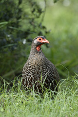 Red Necked Spurfowl, Addo Elephant National Park