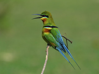 Sweet pair of Blue-tailed bee-eater (Merops philippinus) beautiful green birds with blue tails perching on the stick over blur green background