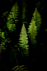 Closeup plenty fresh green fern